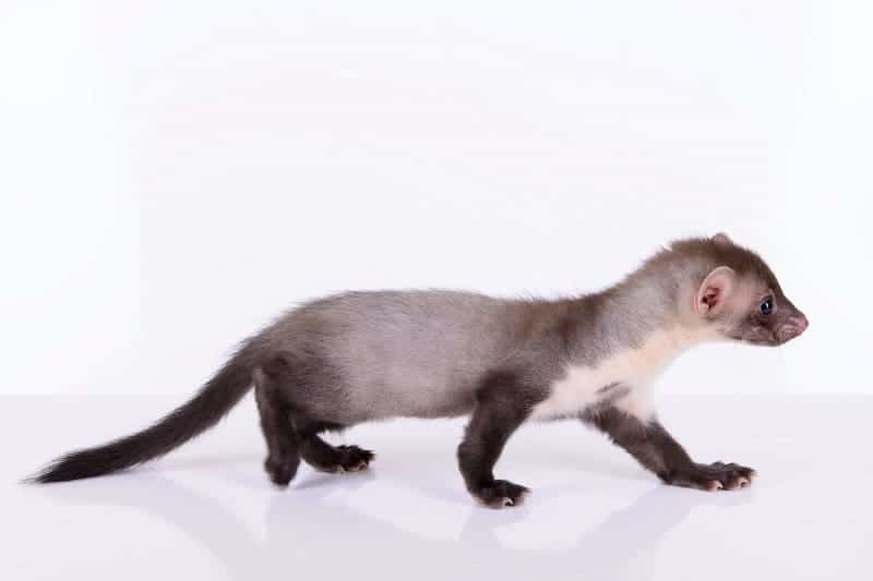 Are You Wasting All Your Time on Weasel Work? 3 Are You Wasting All Your Time on Weasel Work?
