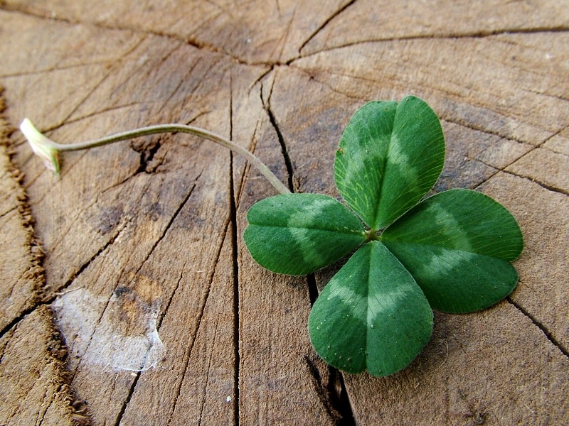Luck vs. Persistence: Which is More Important to Make a Living Online? 3 Luck vs. Persistence: Which is More Important to Make a Living Online?